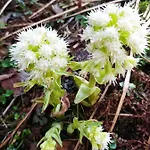 Villa Gierkowka - Gorska Pierwszego Sekretarza