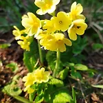 Villa Gierkowka - Gorska Pierwszego Sekretarza