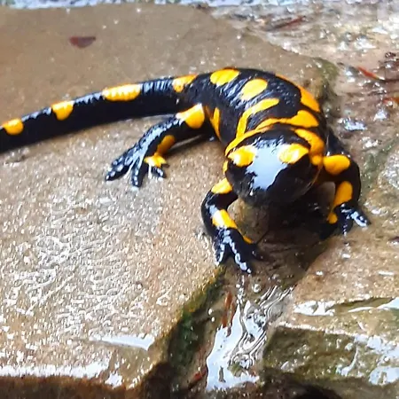 Villa Gierkowka - Gorska Pierwszego Sekretarza