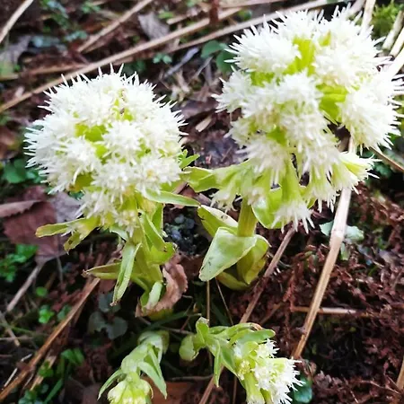 Villa Gierkowka - Gorska Pierwszego Sekretarza