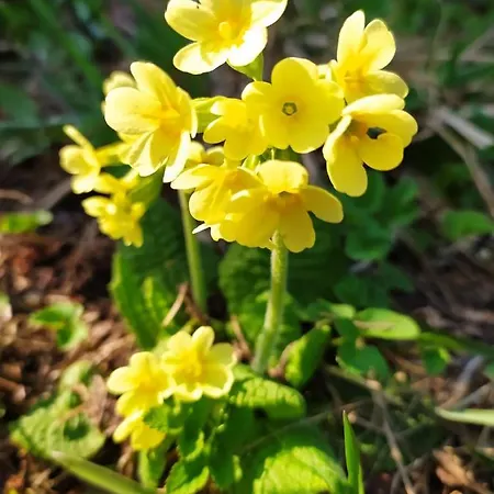 Villa Gierkowka - Gorska Pierwszego Sekretarza