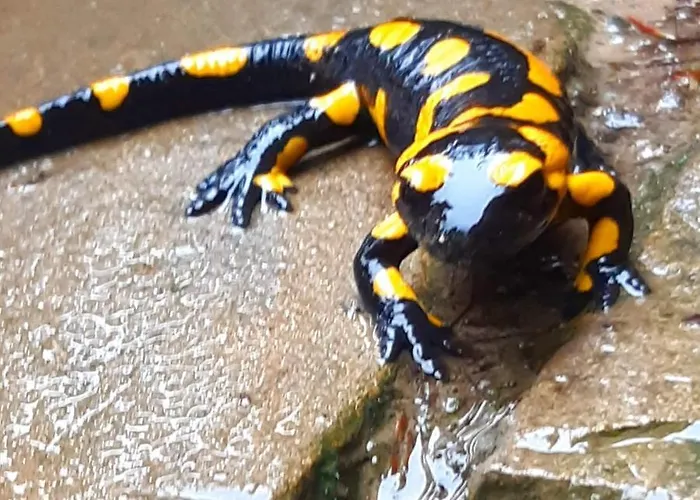 Villa Gierkowka - Gorska Pierwszego Sekretarza