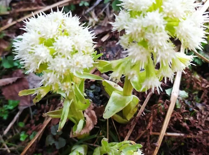 Willa Gierkówka - Górska Pierwszego Sekretarza